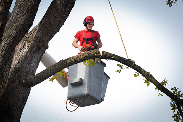 Best Hazardous Tree Removal  in Lake Como, NJ